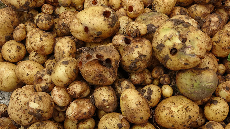 patates1.jpg