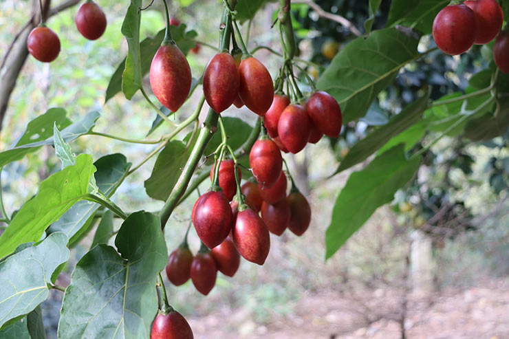 tamarillo1.jpg