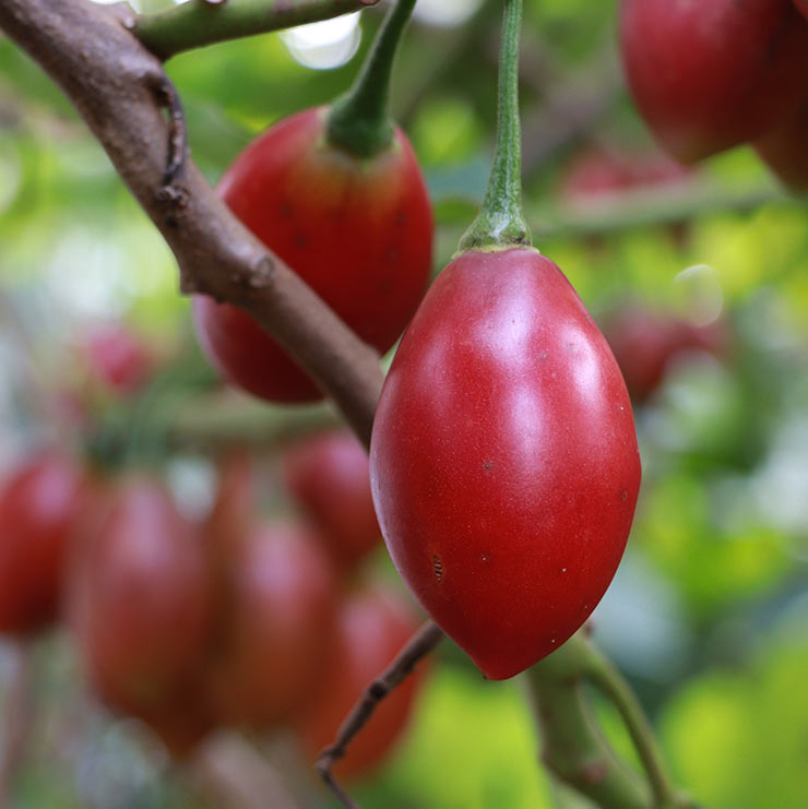 tamarillo4.jpg