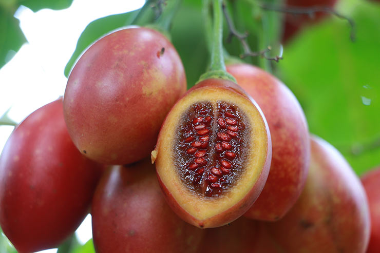 tamarillo5.jpg