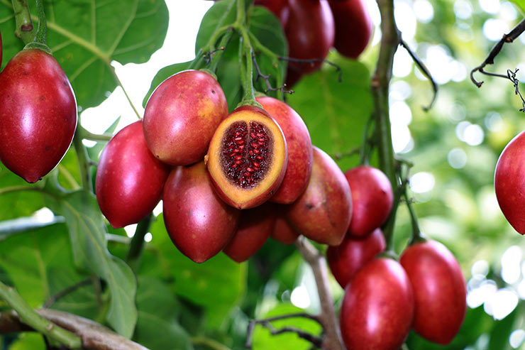 tamarillo6.jpg