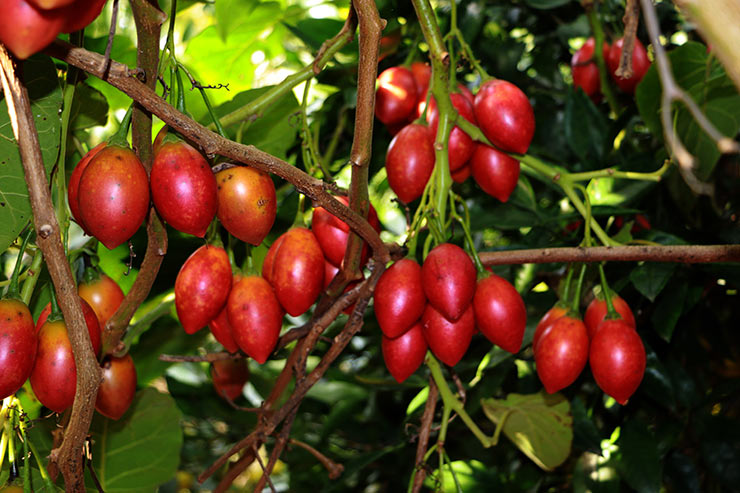 tamarillo7.jpg