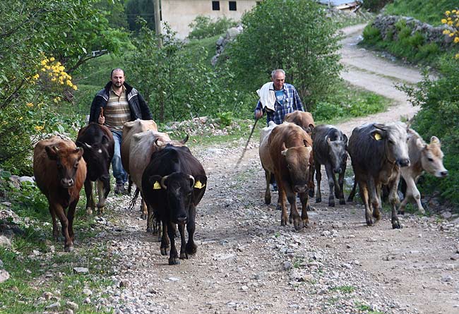 yayla2.20140526125619.jpg